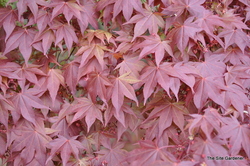 Acer Palmatum 'Oshio Beni' — photo 2